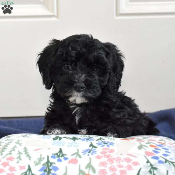 Turbo, Cavapoo Puppy