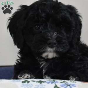 Turbo, Cavapoo Puppy