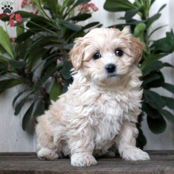 Twila, Maltipoo Puppy