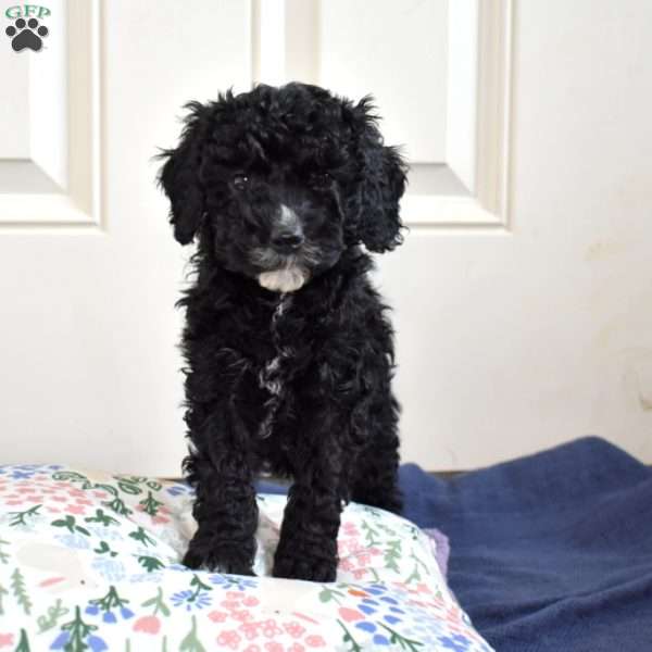 Twila, Cavapoo Puppy