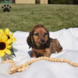 Twinkie, Dachshund Puppy