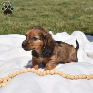 Twinkie, Dachshund Puppy