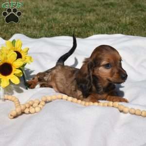 Twinkie, Dachshund Puppy