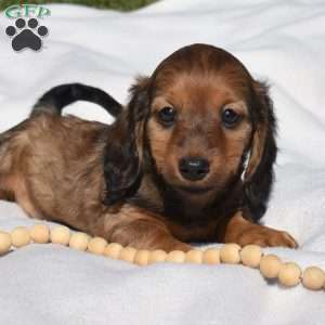 Twinkie, Dachshund Puppy