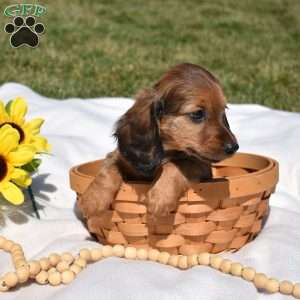 Twinkie, Dachshund Puppy