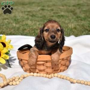 Twinkie, Dachshund Puppy