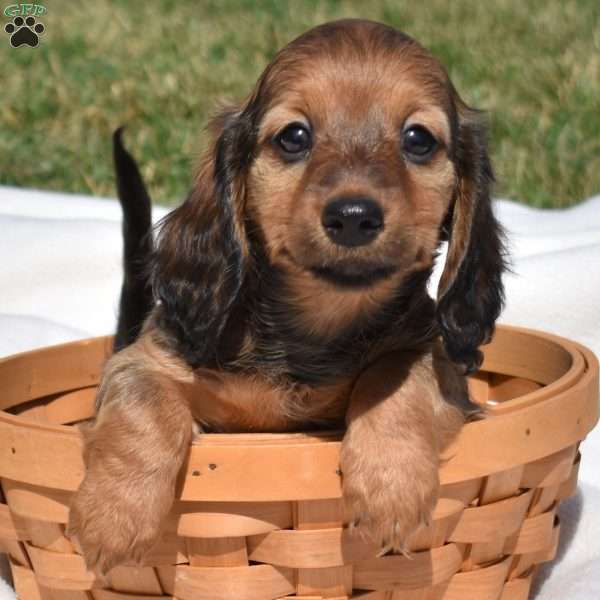 Twinkie, Dachshund Puppy