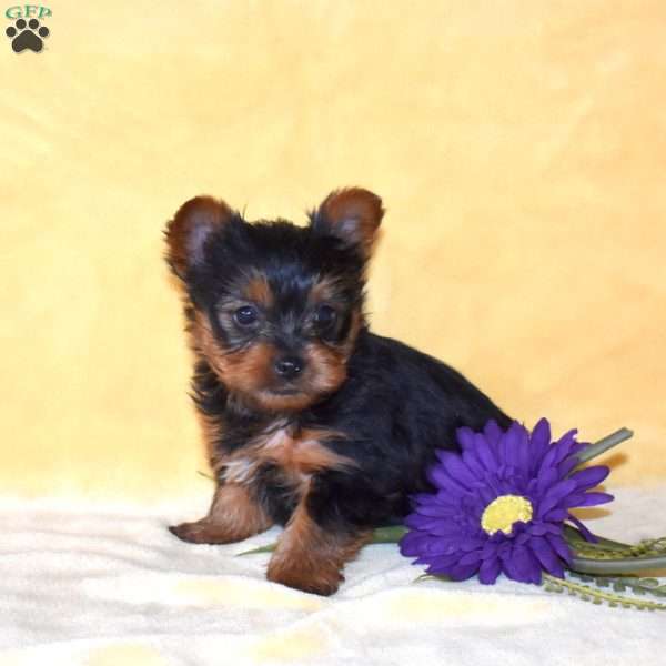 Twinkle, Yorkie Puppy