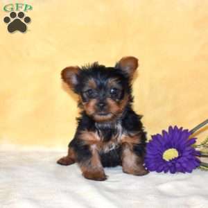 Twinkle, Yorkie Puppy