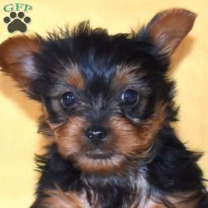 Twinkle, Yorkie Puppy