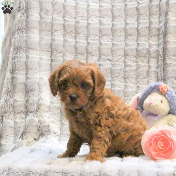 Twix- F1B, Cavapoo Puppy