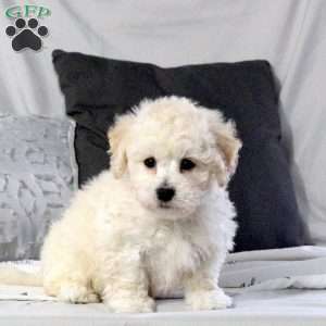Uffie, Bichon Frise Puppy