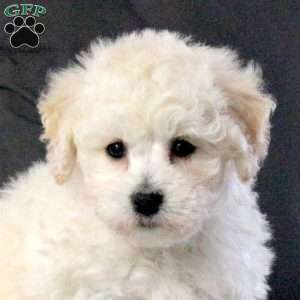 Uffie, Bichon Frise Puppy