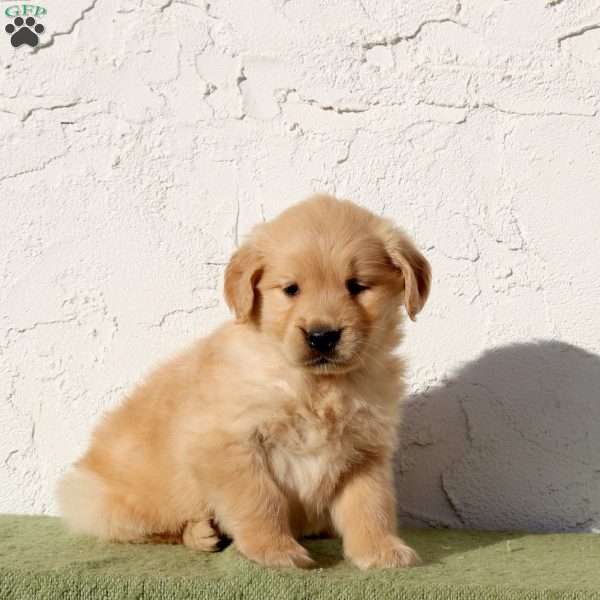 Ultra, Golden Retriever Puppy