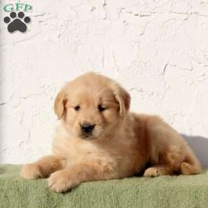 Ultra, Golden Retriever Puppy