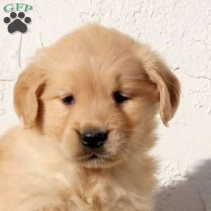Ultra, Golden Retriever Puppy