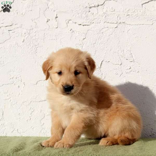 Umi, Golden Retriever Puppy