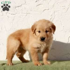 Umi, Golden Retriever Puppy