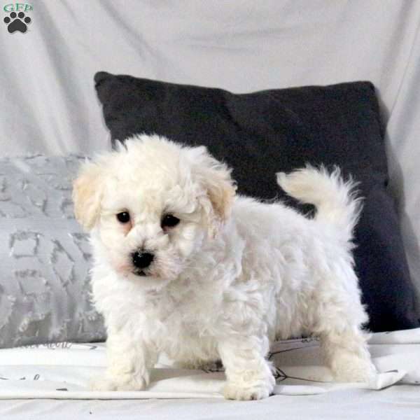 Uri, Bichon Frise Puppy
