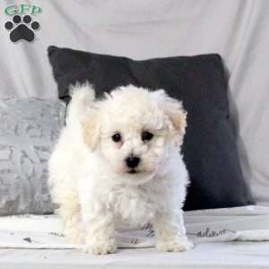 Uri, Bichon Frise Puppy