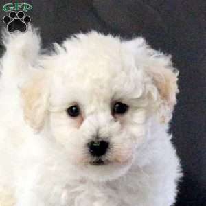 Uri, Bichon Frise Puppy