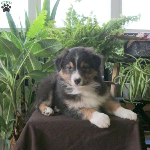 Vader, Australian Shepherd Puppy
