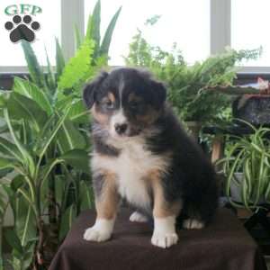 Vader, Australian Shepherd Puppy