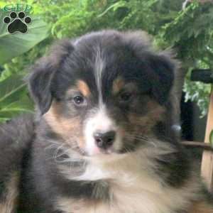 Vader, Australian Shepherd Puppy