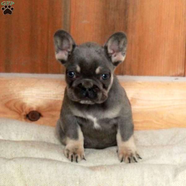 Valerie, French Bulldog Puppy