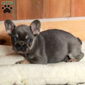 Valerie, French Bulldog Puppy