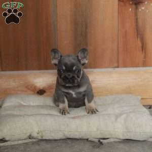 Valerie, French Bulldog Puppy