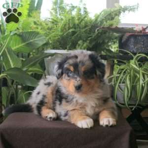 Valor, Australian Shepherd Puppy