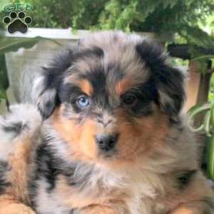 Valor, Australian Shepherd Puppy