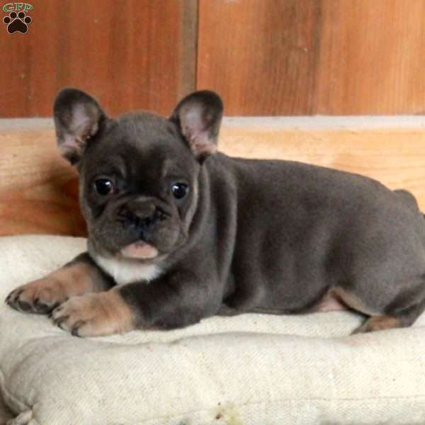 Vanessa, French Bulldog Puppy