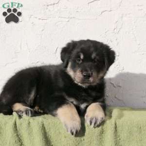 Vegas, Alaskan Malamute Mix Puppy