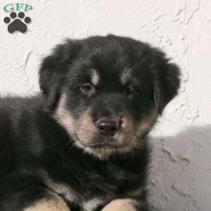 Vegas, Alaskan Malamute Mix Puppy