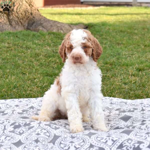 Velvet, Labradoodle Puppy