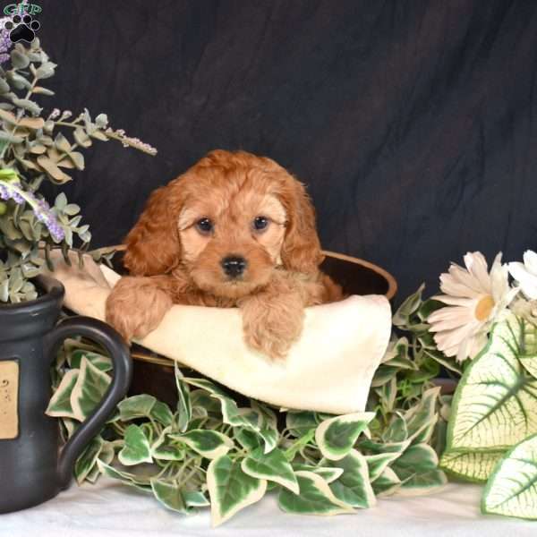 Velvet, Cavapoo Puppy