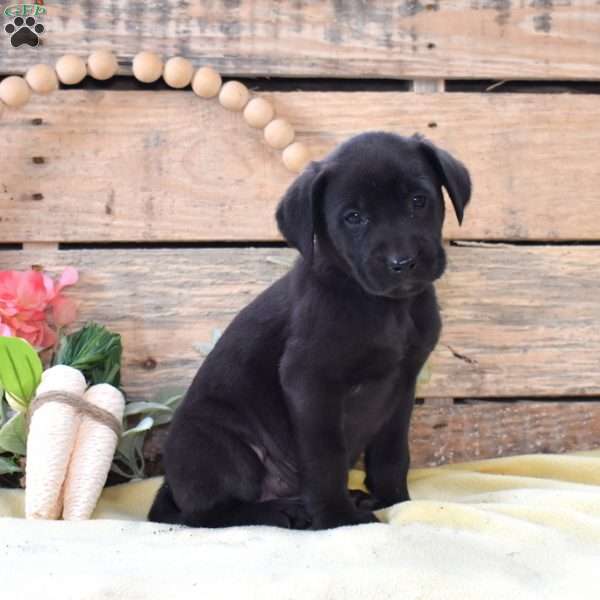 Velvet, Boxador Puppy