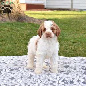 Velvet, Labradoodle Puppy