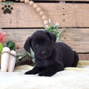 Velvet, Boxador Puppy