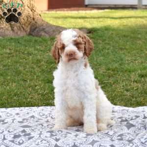 Velvet, Labradoodle Puppy