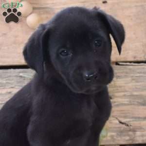 Velvet, Boxador Puppy