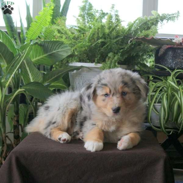Venus, Australian Shepherd Puppy