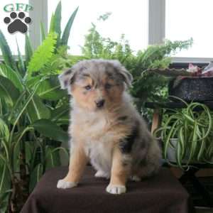 Venus, Australian Shepherd Puppy