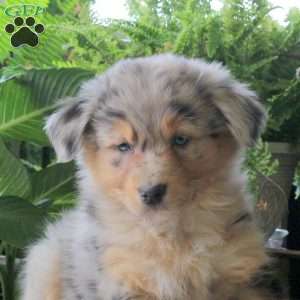 Venus, Australian Shepherd Puppy