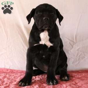 Venus, Cane Corso Puppy