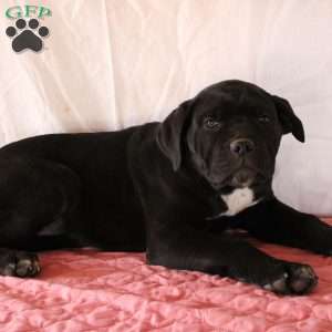 Venus, Cane Corso Puppy