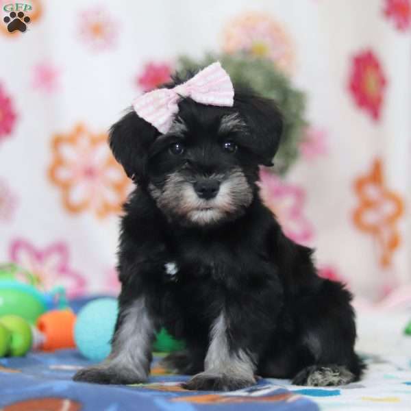 Vera, Miniature Schnauzer Puppy