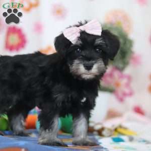 Vera, Miniature Schnauzer Puppy
